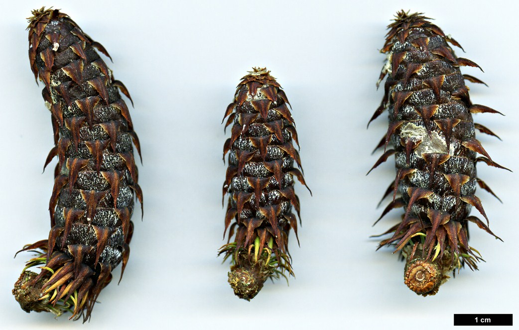 High resolution image: Family: Pinaceae - Genus: Larix - Taxon: kongboensis